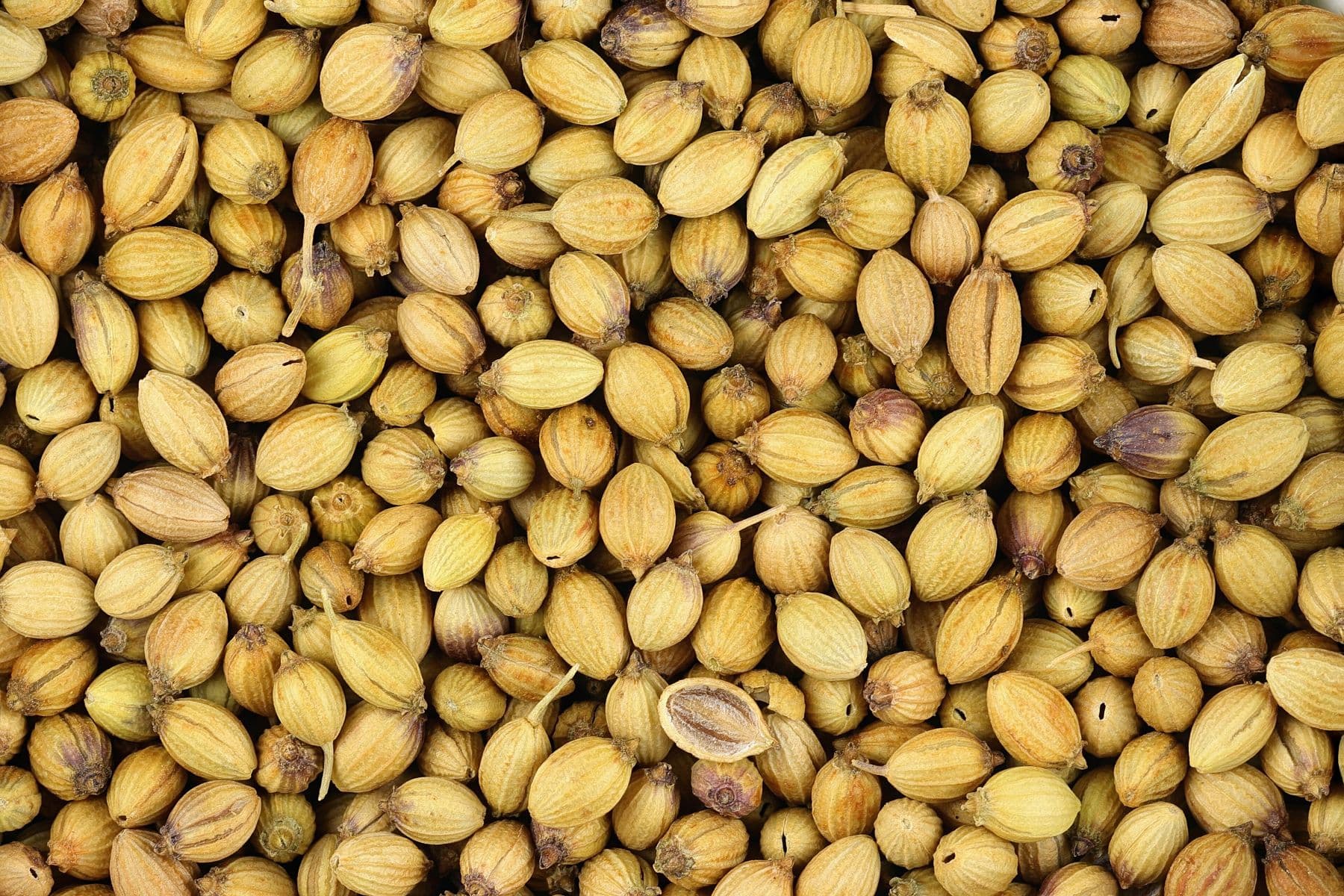 Close-up of coriander seeds