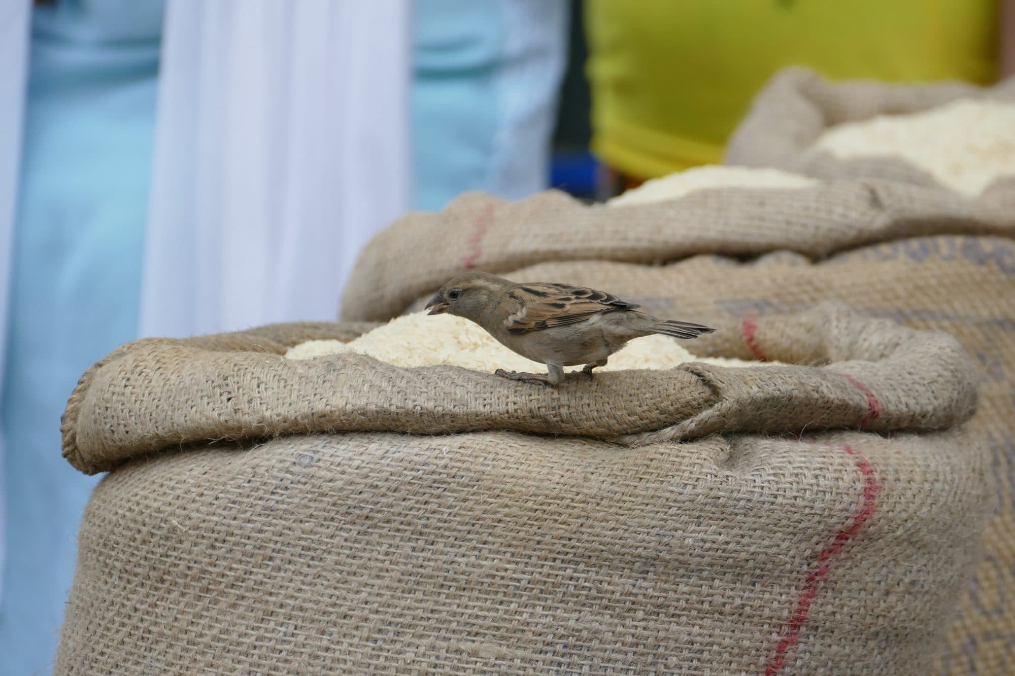Filled jute sacks of rice